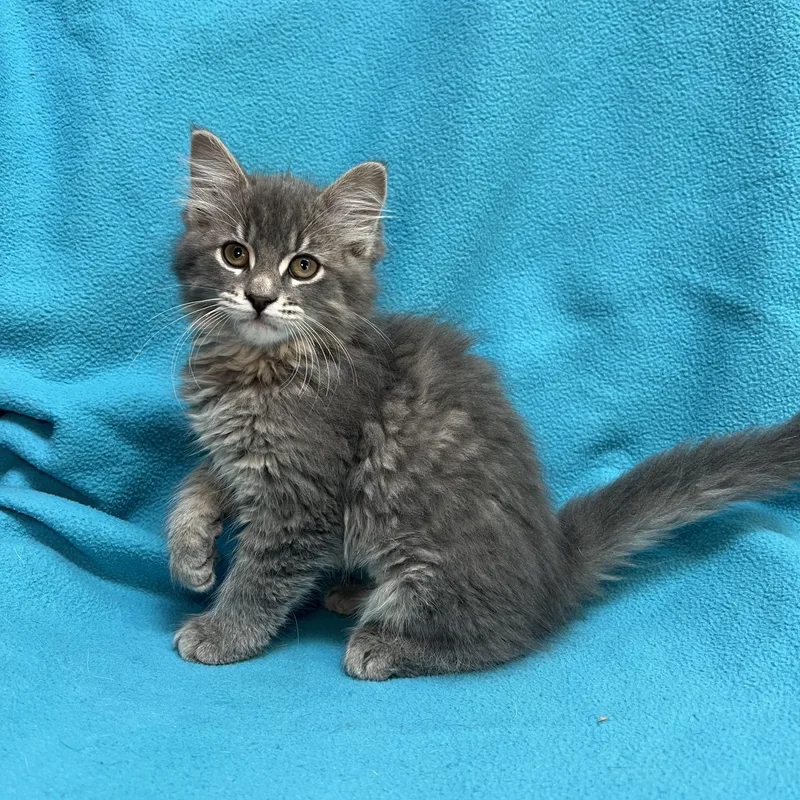 Jasmin  At Petsmart thumbnail 4