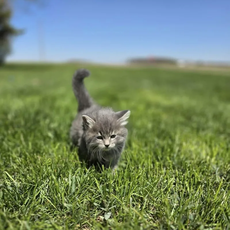 Jasmin  At Petsmart thumbnail 5