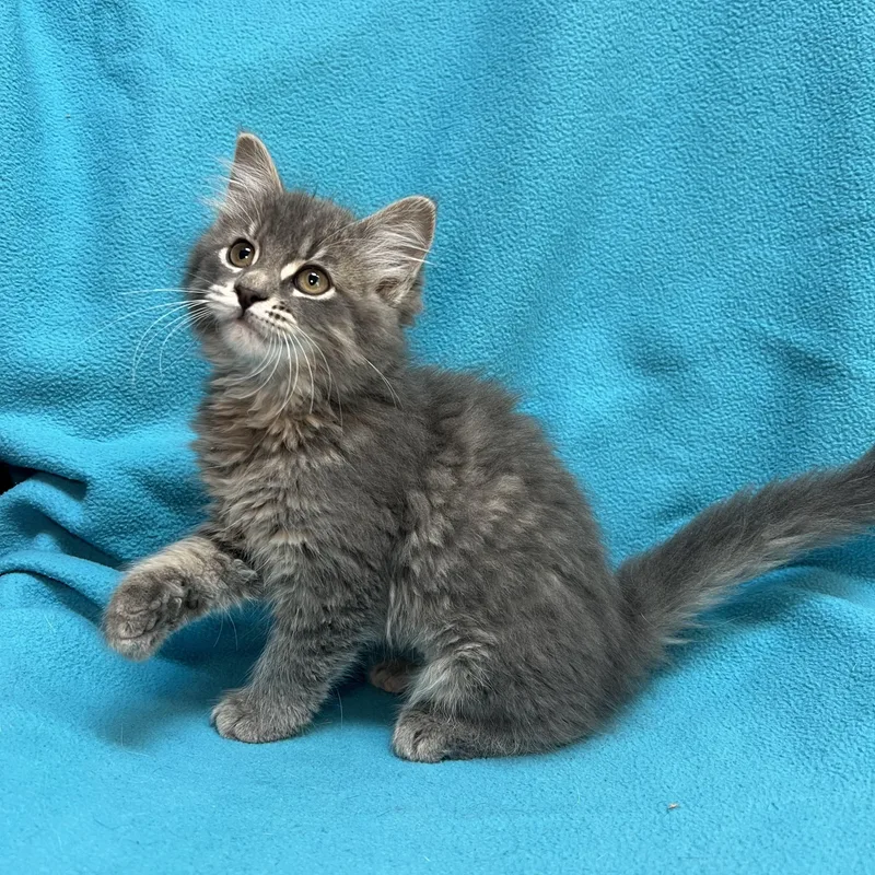 Jasmin  At Petsmart thumbnail 6