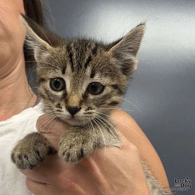 A baby medium-sized female Domestic Short Hair cat named Wilma for adoption in Washington, DC