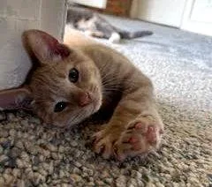 A baby medium-sized male Tabby (Buff / Tan / Fawn) Tabby cat named TheodoreKDC for adoption in Greenville, DE