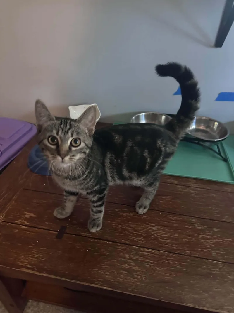 A baby medium-sized male Tabby cat named Joshua for adoption in Cincinnati, OH