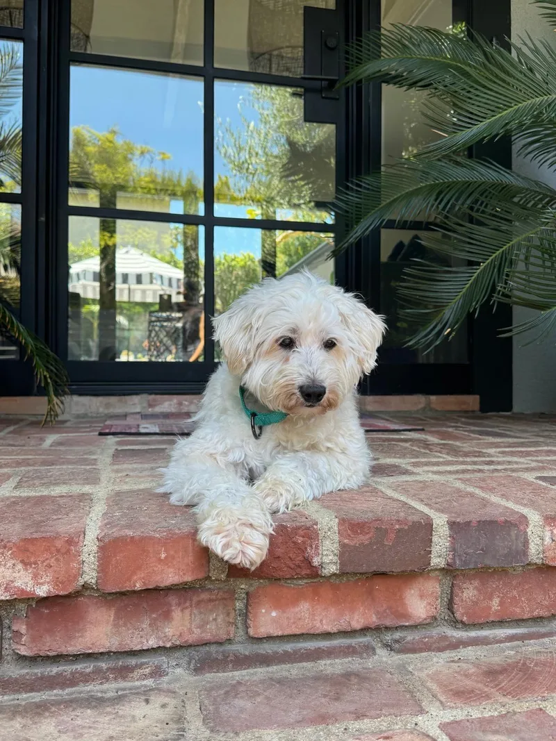 A senior small-sized male White / Cream Poodle dog named Freddy for adoption in Los Angeles, CA
