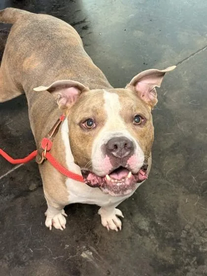 An adult large-sized male Mixed Breed dog named Zeke for adoption in Memphis, TN