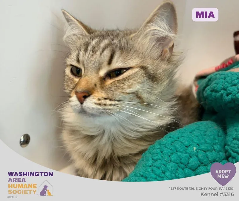 An adult medium-sized female Tabby (Buff / Tan / Fawn) Domestic Medium Hair cat named Mia for adoption in Eighty Four, PA