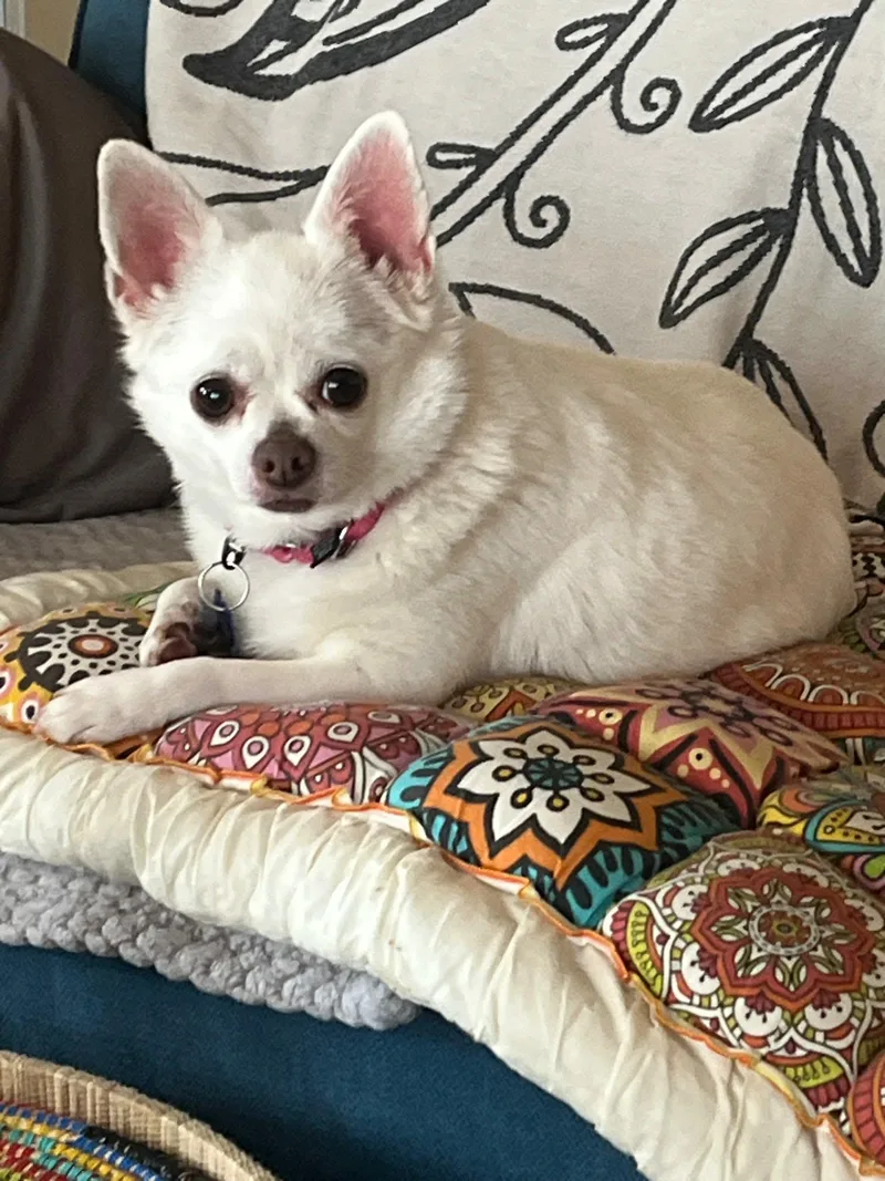 A senior small-sized female Chihuahua dog named Journey for adoption in De Pere, WI