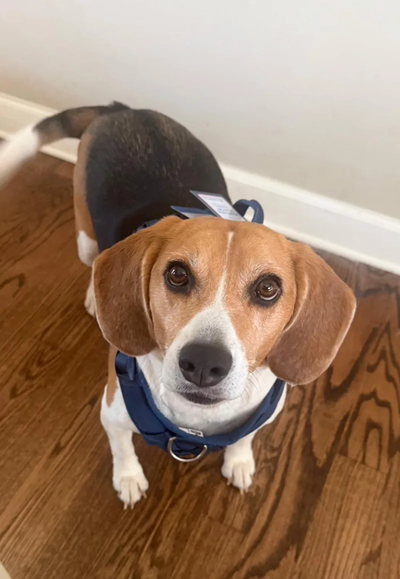 An adult medium-sized male Tricolor (Brown, Black, & White) Beagle dog named Oshun for adoption in Momence, IL