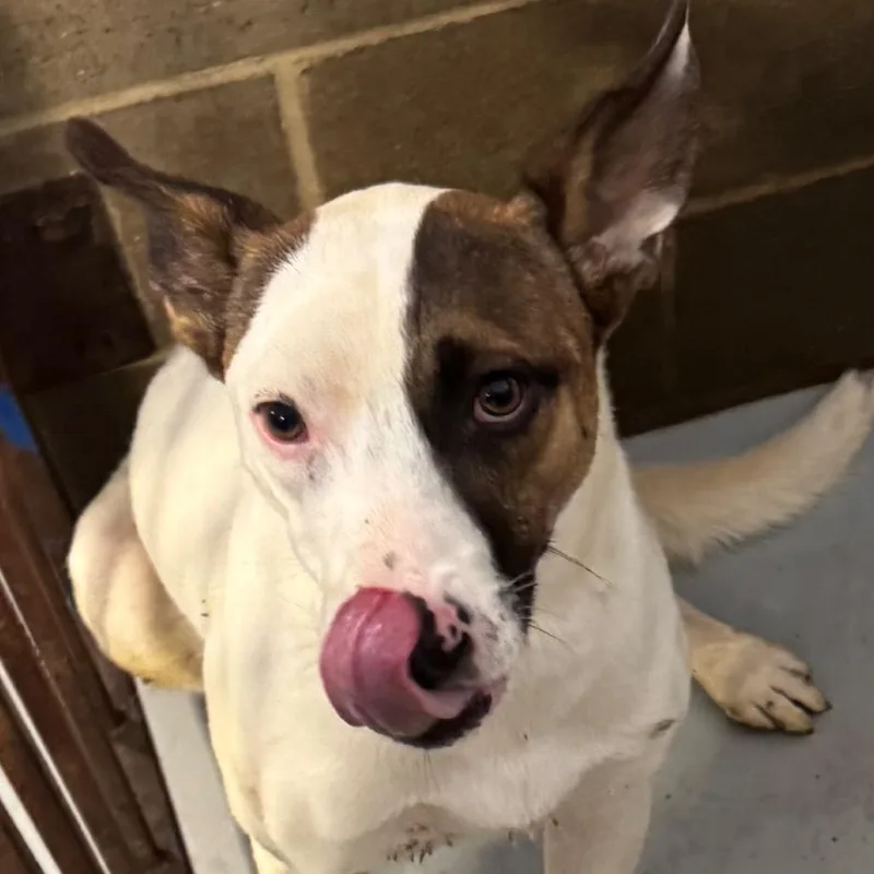 An adult medium-sized male White / Cream Jack Russell Terrier dog named Alex for adoption in Clarksdale, MS