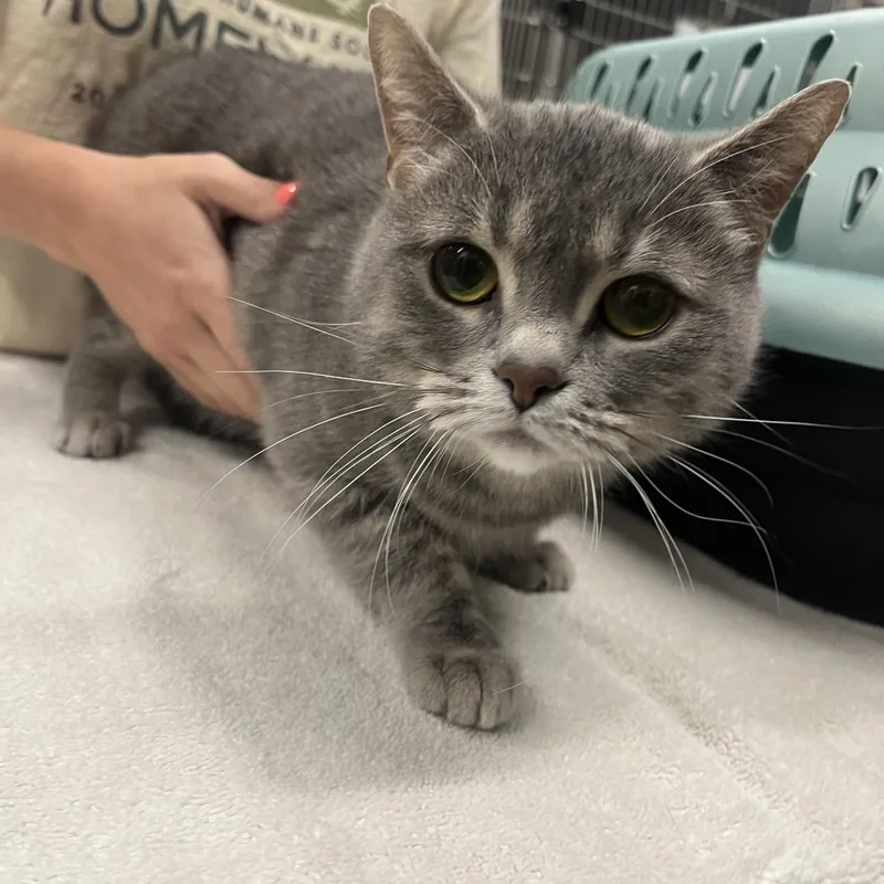 An adult medium-sized female Gray / Blue / Silver Domestic Short Hair cat named Beep for adoption in Hinsdale, IL