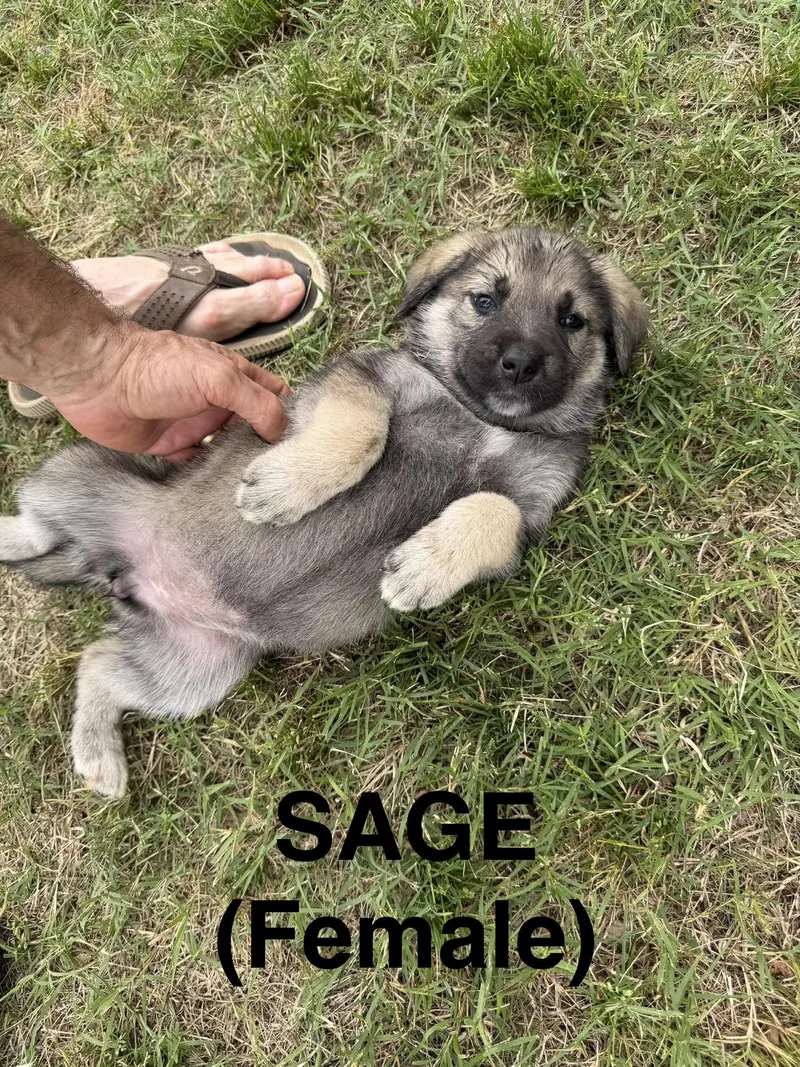 Sage thumbnail 2