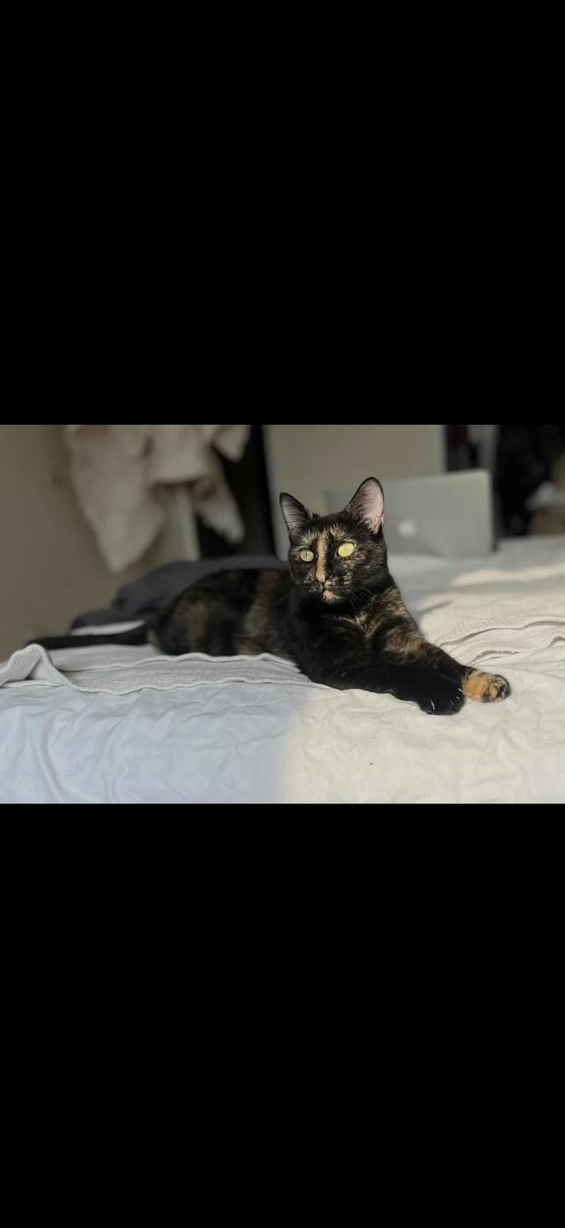 An adult small-sized female Tortoiseshell Domestic Short Hair cat named Murka for adoption in Brooklyn, NY