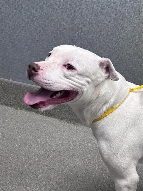 A young large-sized male Pit Bull Terrier dog named King for adoption in Las Vegas, NV