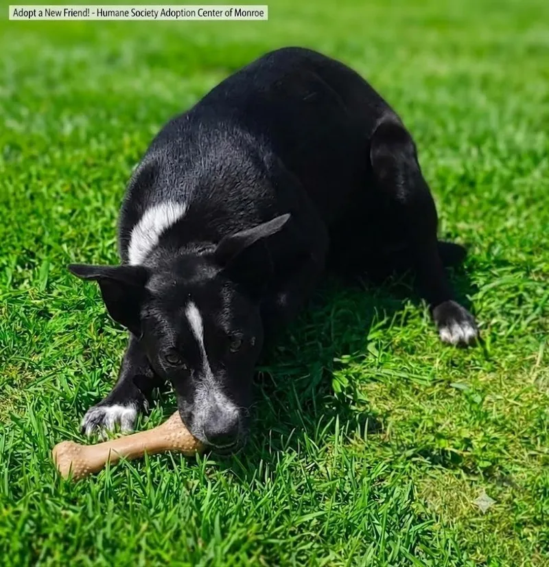 A baby medium-sized female Cattle Dog dog named Maddie for adoption in Monroe, LA