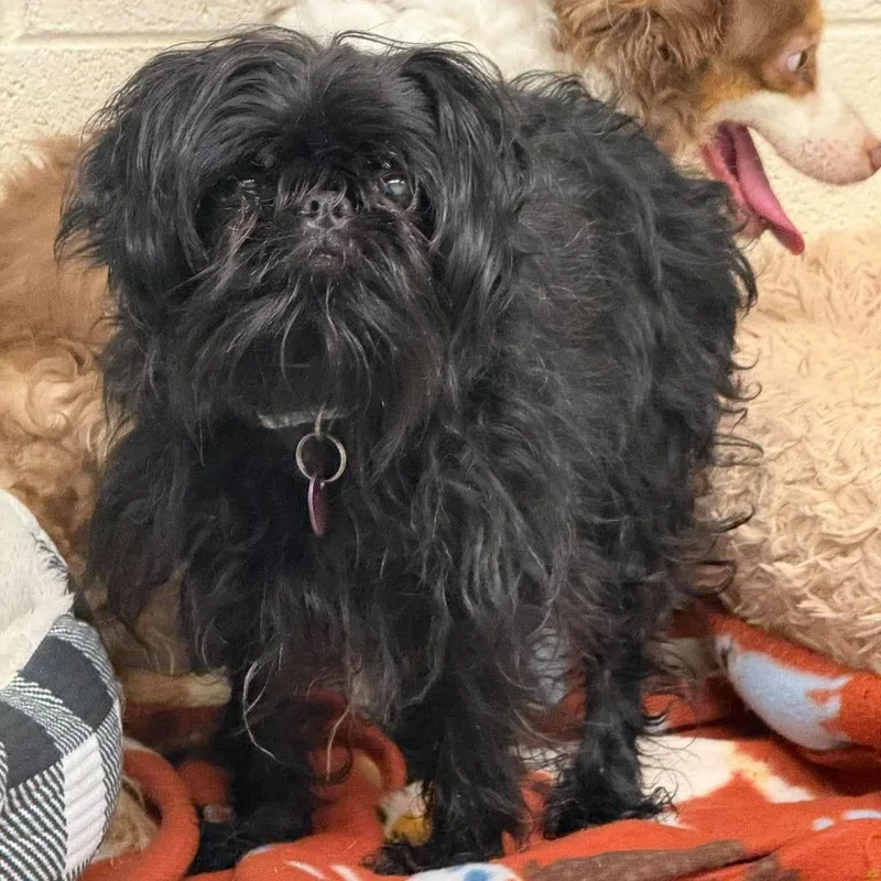 An adult small-sized female Black Shih Tzu dog named Pippin for adoption in Rocky Mount, VA