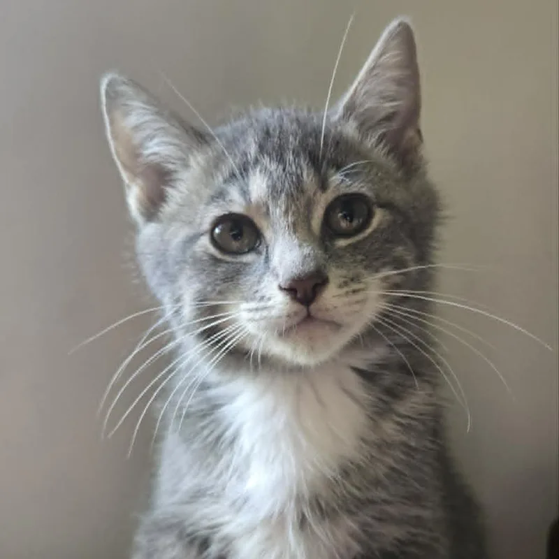 A baby small-sized male Gray / Blue / Silver Domestic Short Hair cat named Biscuit for adoption in West Olive, MI