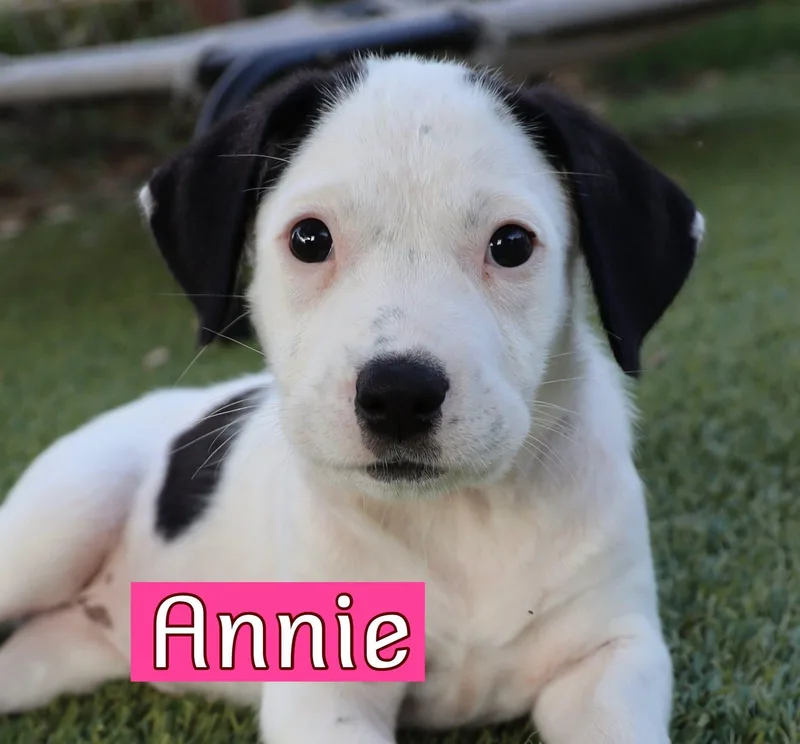 A baby medium-sized female Hound dog named Annie  Alex or for adoption in Keller, TX