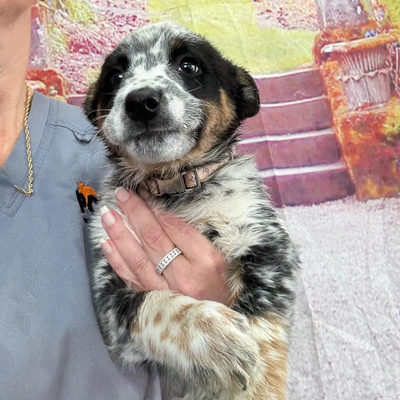 A baby medium-sized male White / Cream Australian Cattle Dog / Blue Heeler dog named Jordan for adoption in Normal, IL