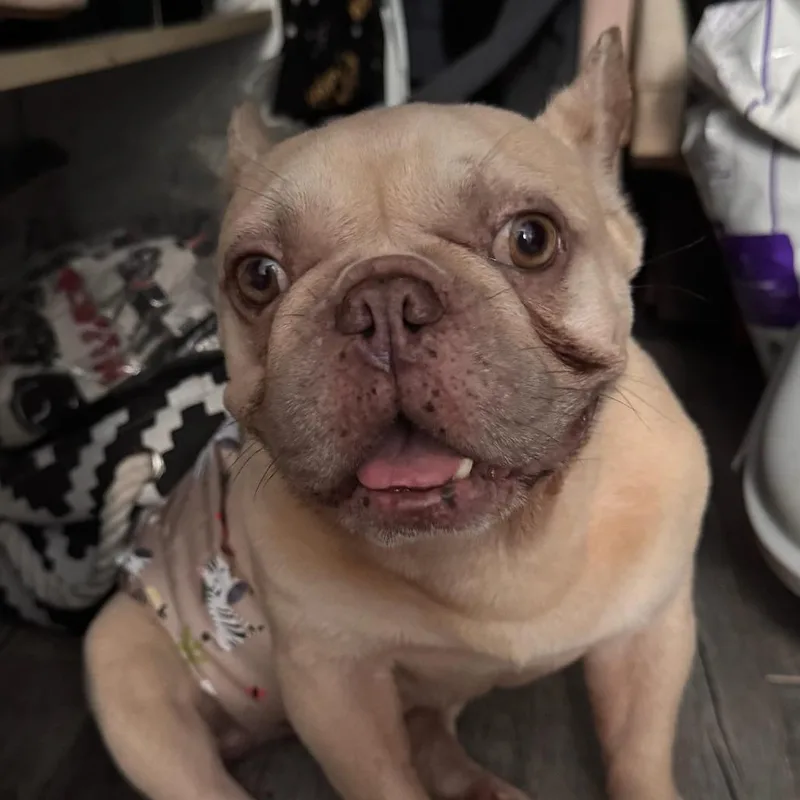 An adult small-sized male French Bulldog dog named Cheese for adoption in LOXAHATCHEE, FL