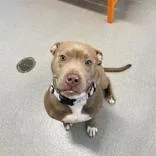 An adult medium-sized female Yellow / Tan / Blond / Fawn Pit Bull Terrier dog named Pepper for adoption in Hilliard, OH