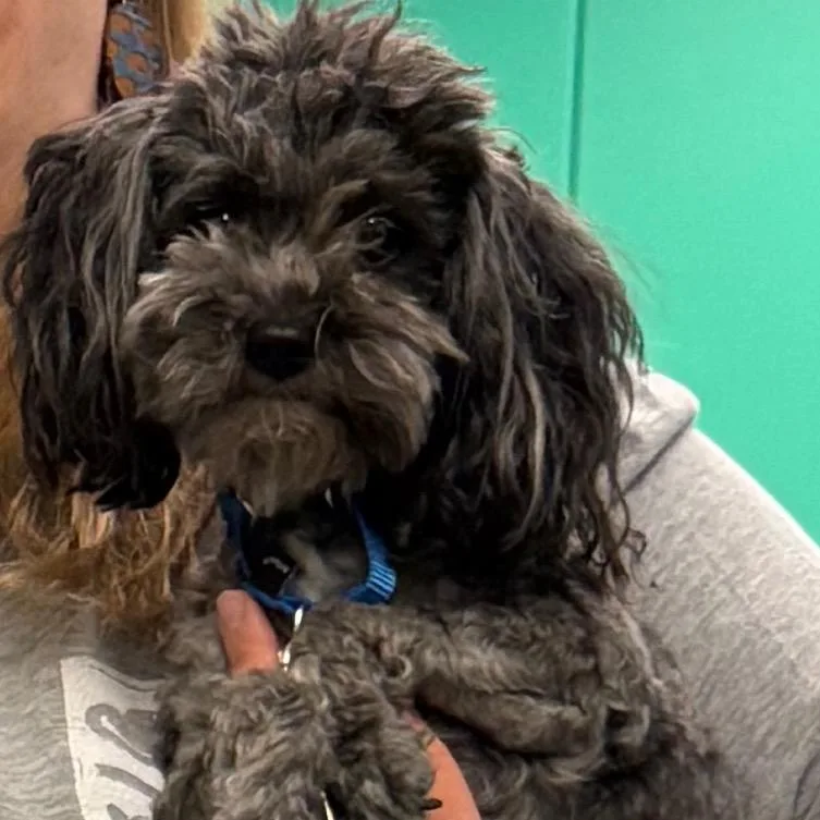 An adult small-sized female Gray / Blue / Silver Yorkshire Terrier dog named Queen for adoption in Pittsburgh, PA