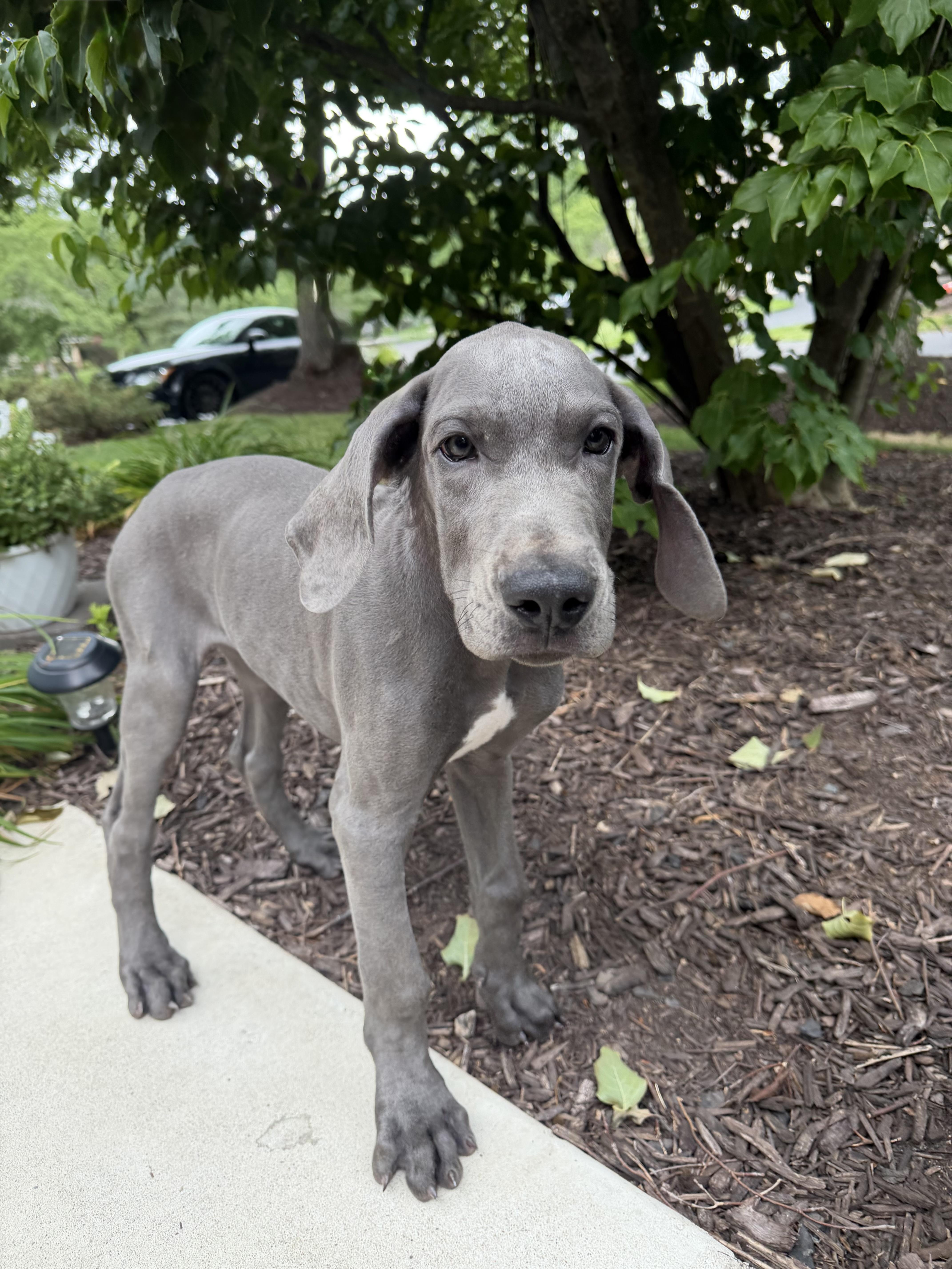 A baby large-sized male Great Dane dog named Hogarth for adoption in Havertown, PA