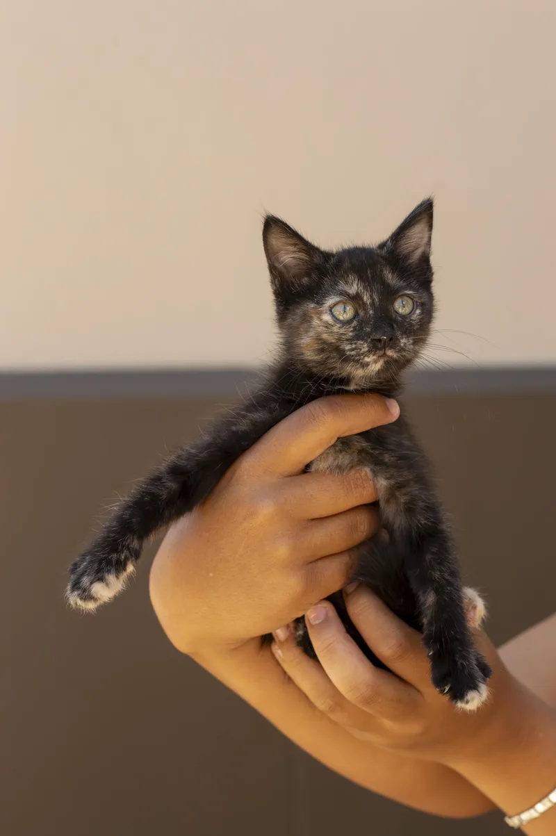 A baby small-sized female Domestic Short Hair cat named Ember for adoption in Elk Grove, CA