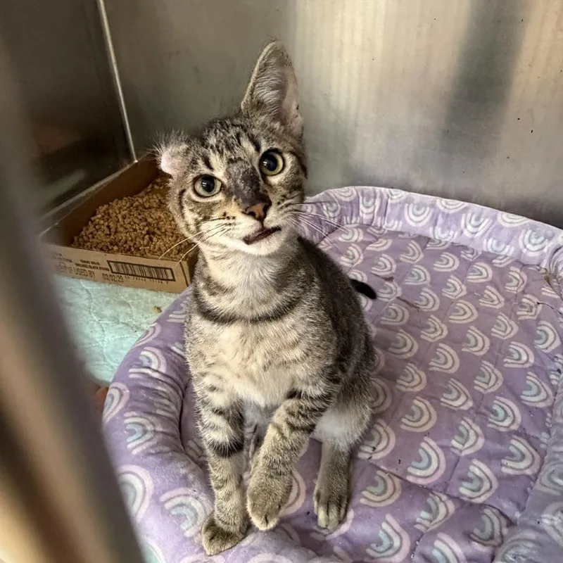 A baby small-sized male Gray / Blue / Silver Domestic Short Hair cat named Angio for adoption in Chattanooga, TN