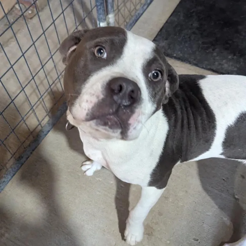 An adult medium-sized female Gray / Blue / Silver Pit Bull Terrier dog named Worthy for adoption in East Saint Louis, IL