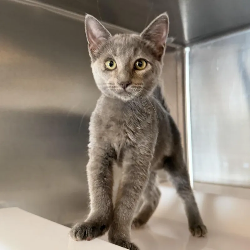 A baby small-sized female Domestic Short Hair cat named Smarty Pants for adoption in Los Angeles, CA
