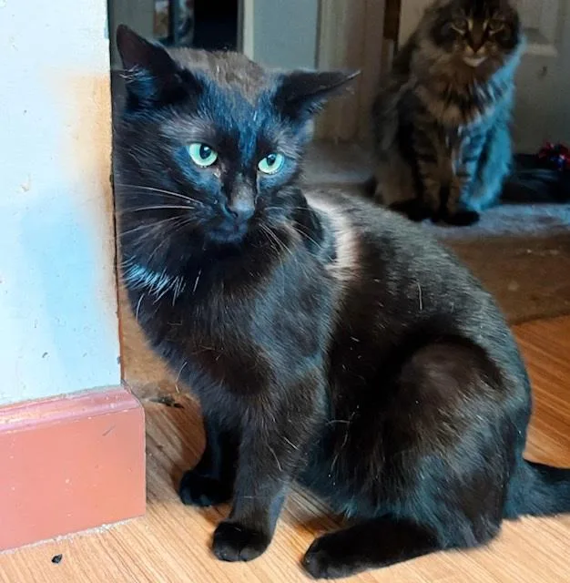A young medium-sized male Black Domestic Short Hair cat named Badger for adoption in Philadelphia, PA