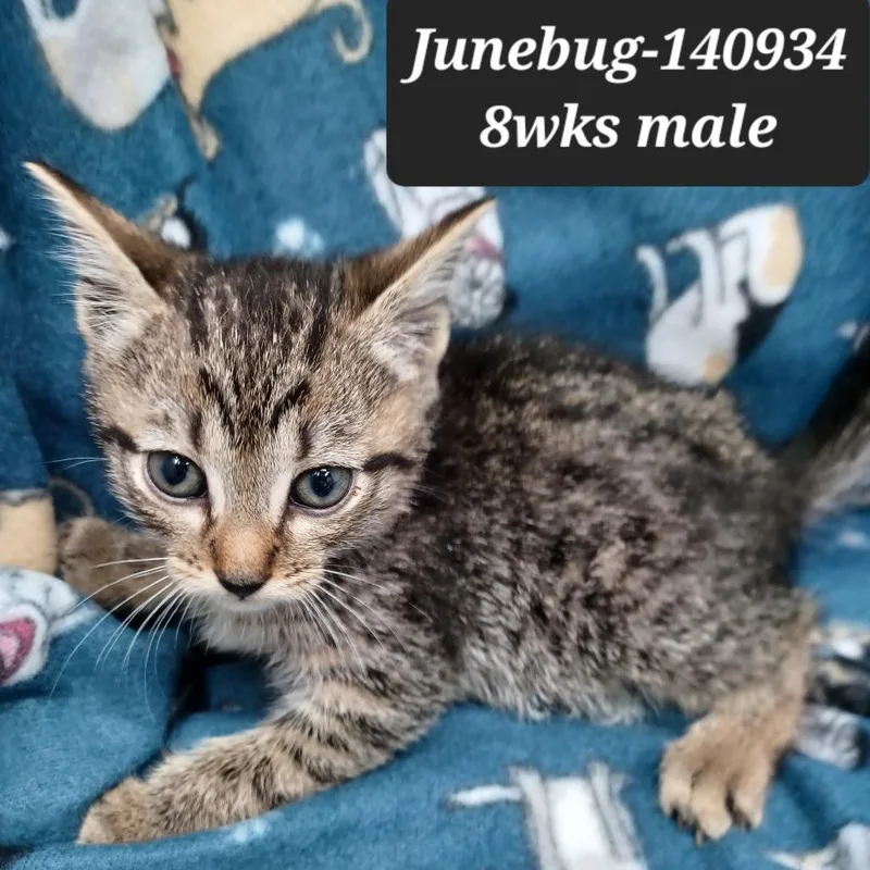 Junebug