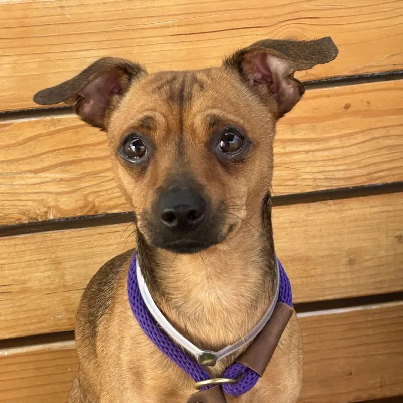 A young small-sized male Chihuahua dog named Carmelo for adoption in Long Beach, CA