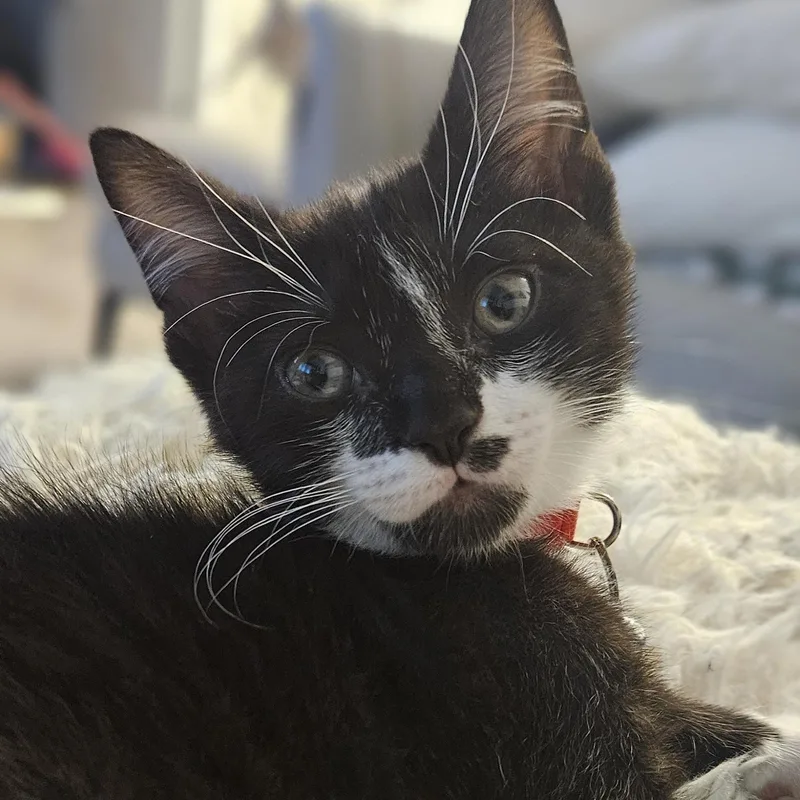 A baby medium-sized male Black & White / Tuxedo Domestic Short Hair cat named Pepei for adoption in Lauderhill, FL