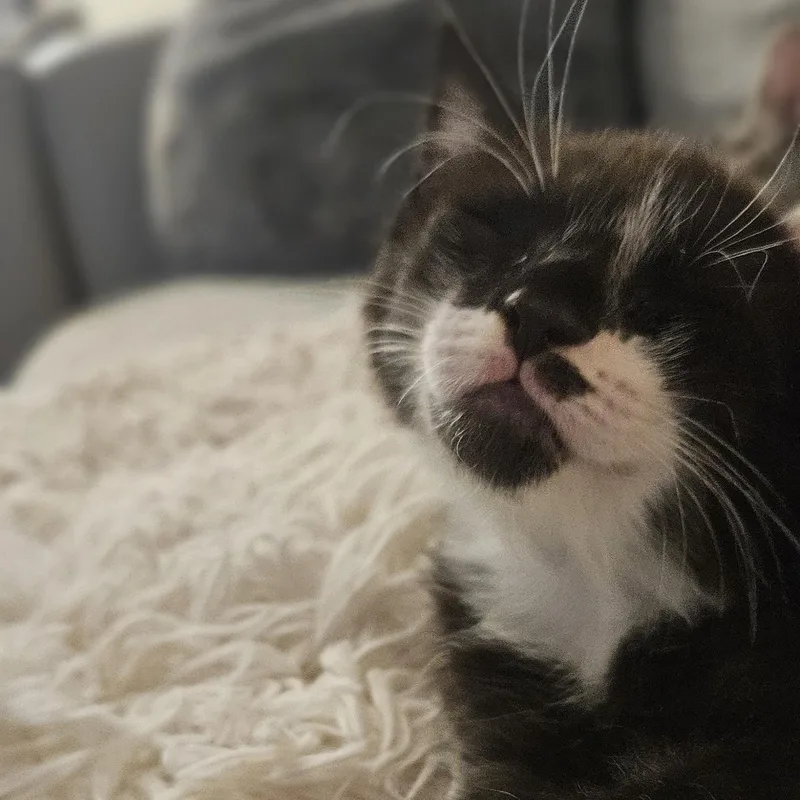 Pepei thumbnail 3