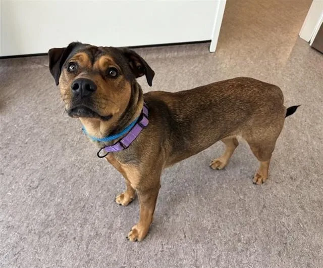 A young large-sized female Black Mouth Cur dog named Dolly for adoption in Saint Louis, MO