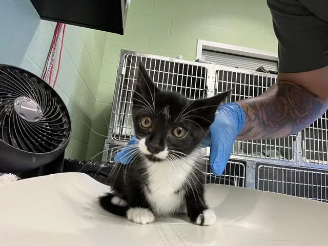 A baby small-sized female Domestic Short Hair cat named Iris for adoption in Grand Prairie, TX