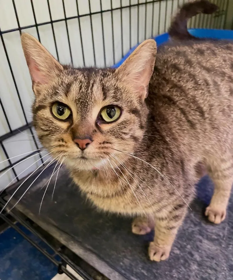 A young medium-sized female Domestic Short Hair cat named Claire for adoption in Muskegon, MI