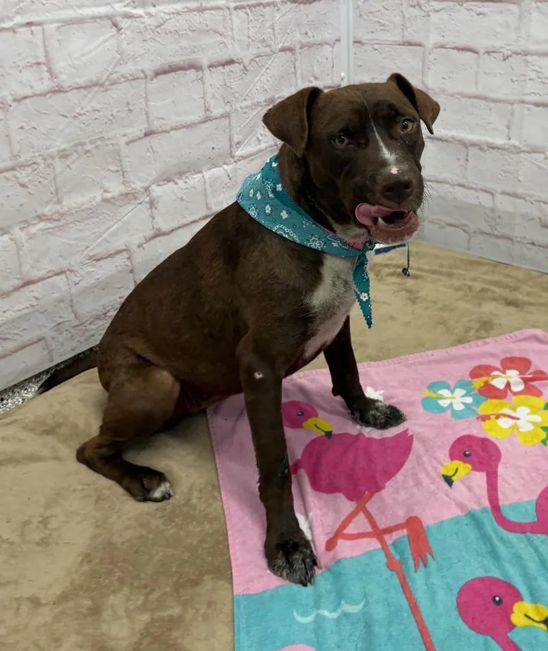 A young medium-sized female Mixed Breed dog named Taramyn for adoption in Detroit, MI