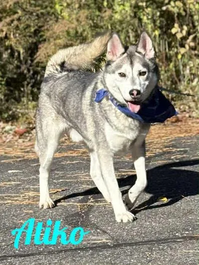 A young large-sized male Gray / Blue / Silver Siberian Husky dog named Atiko for adoption in Old Westbury, NY