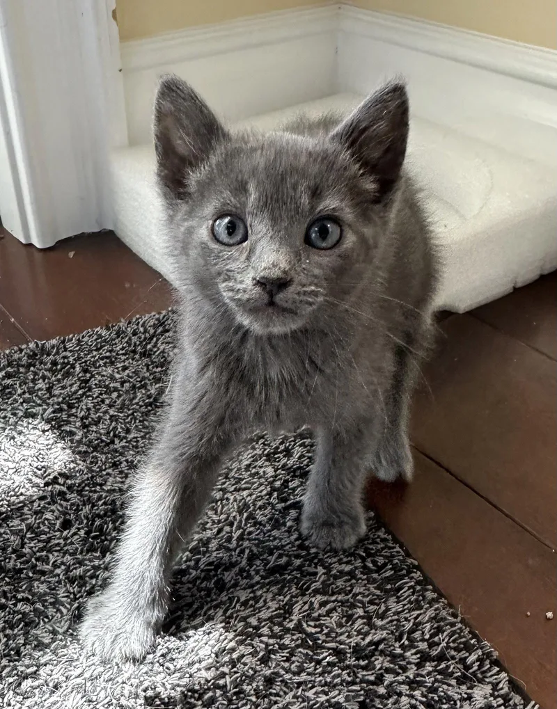 A young medium-sized male Domestic Short Hair cat named Bluberry for adoption in Vacaville, CA