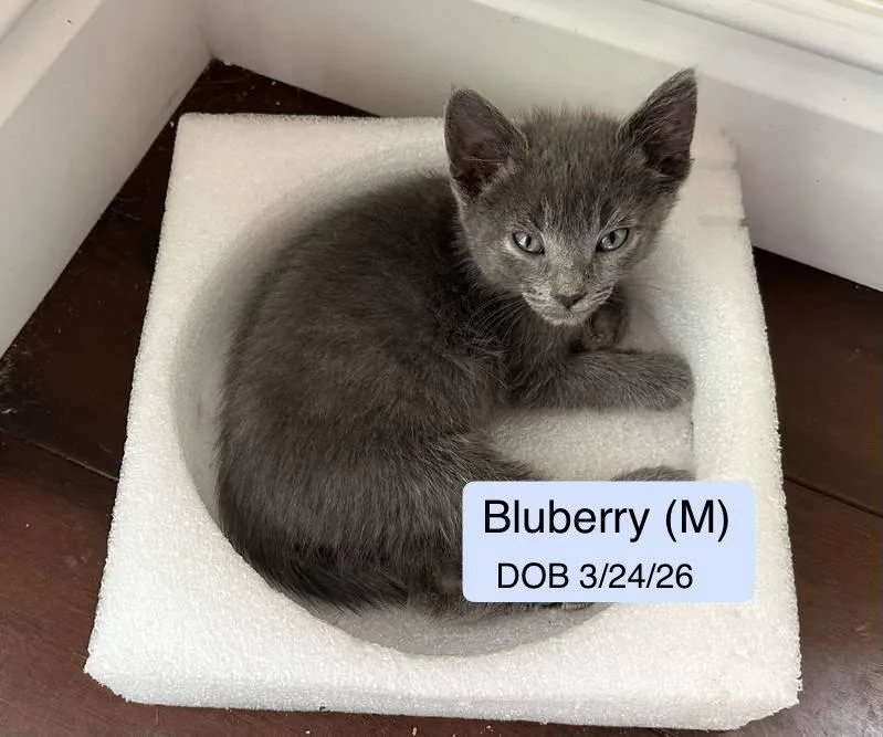Bluberry thumbnail 3