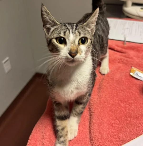 A young small-sized female Domestic Short Hair cat named Princess Rapunzel for adoption in Oakland, CA
