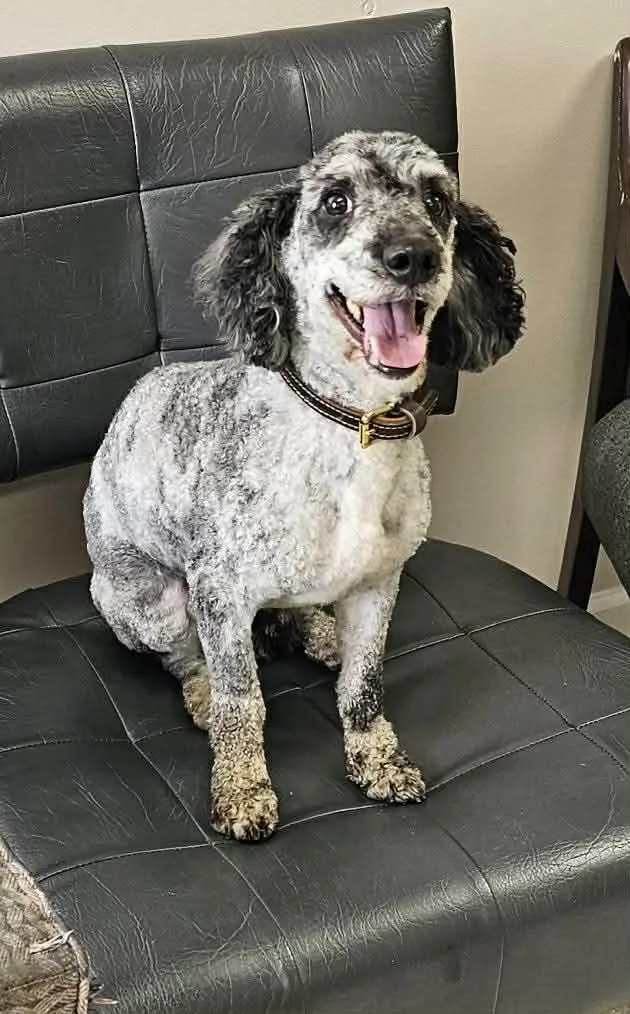 An adult medium-sized male Miniature Poodle dog named Reggie for adoption in Westwood, NJ