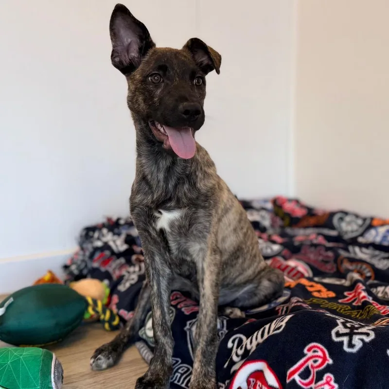 A baby medium-sized female Brindle Terrier dog named Cornbread for adoption in Green Bay, WI