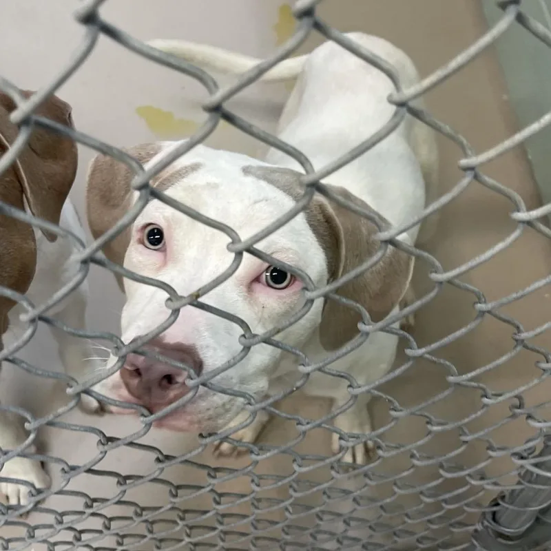 A young medium-sized male White / Cream Pit Bull Terrier dog named Chance for adoption in Newark, NJ