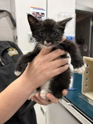 A baby small-sized female Domestic Short Hair cat named Wrigley for adoption in Gastonia, NC