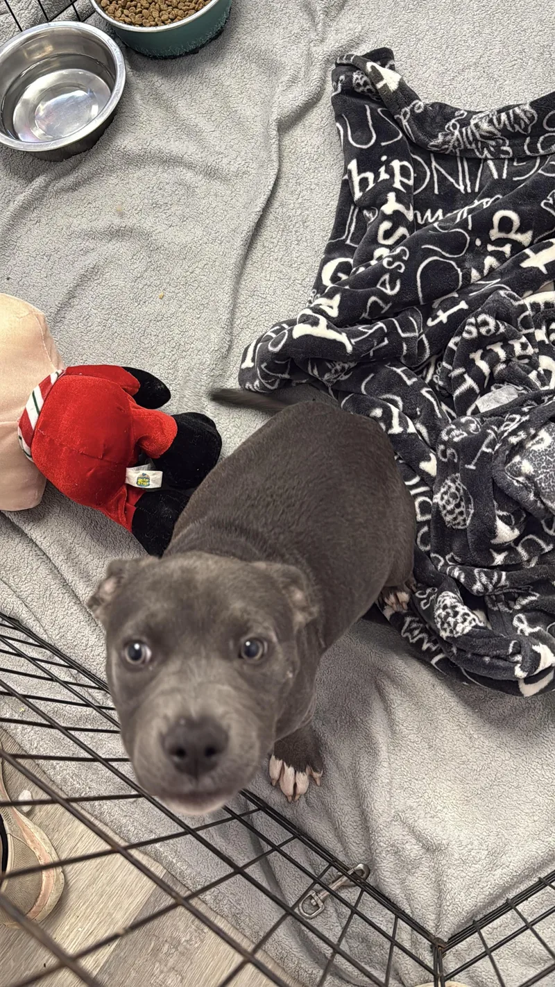 A baby medium-sized female Mixed Breed dog named Winnie for adoption in Alma, MI