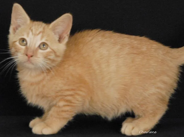 A baby medium-sized female Tabby (Orange / Red) Tabby cat named Frappe for adoption in Newland, NC