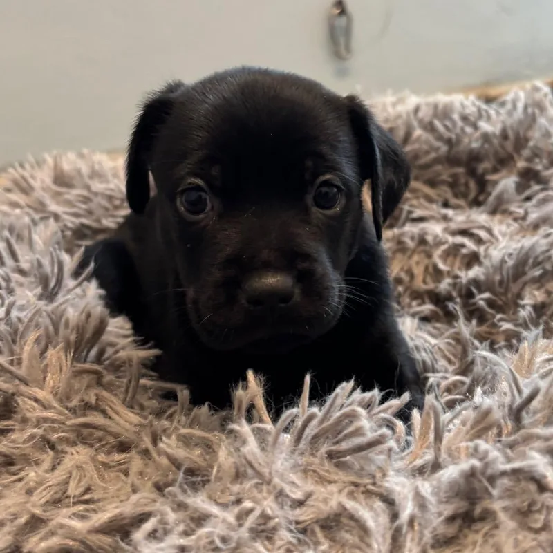 A baby small-sized female Black Mixed Breed dog named Shayla for adoption in LOXAHATCHEE, FL