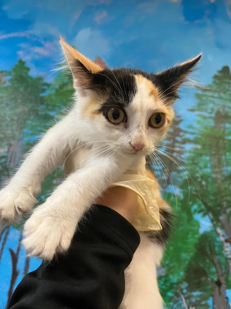 A baby medium-sized female Domestic Short Hair cat named Lettuce for adoption in New Braunfels, TX